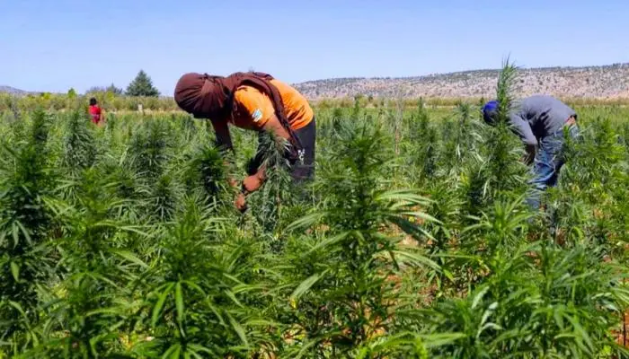 First harvest of legal cannabis in Morocco reaches 294 tonnes