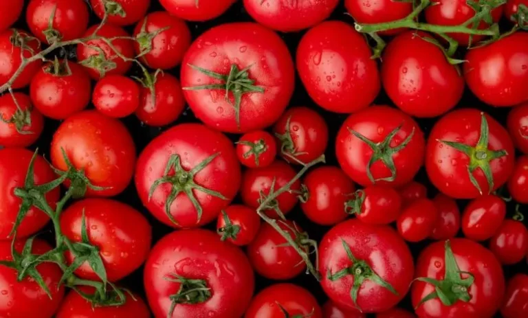 Morocco ousts Spain from the throne of largest tomato suppliers to the UK
