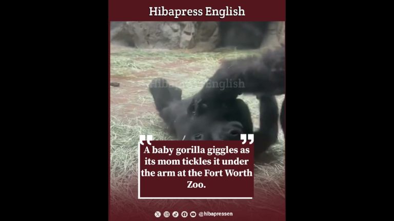 A baby gorilla giggles as its mom tickles it under the arm at the Fort Worth Zoo.