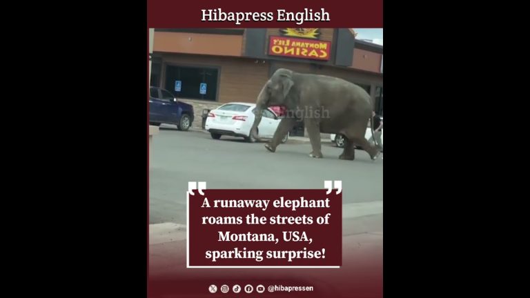 A runaway elephant roams the streets of Montana, USA, sparking surprise!