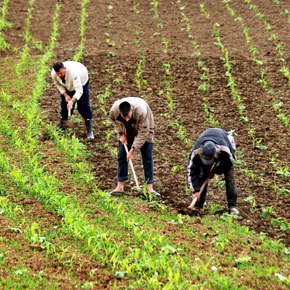 ARC33: Need to strengthen African cooperation to develop sustainable agriculture