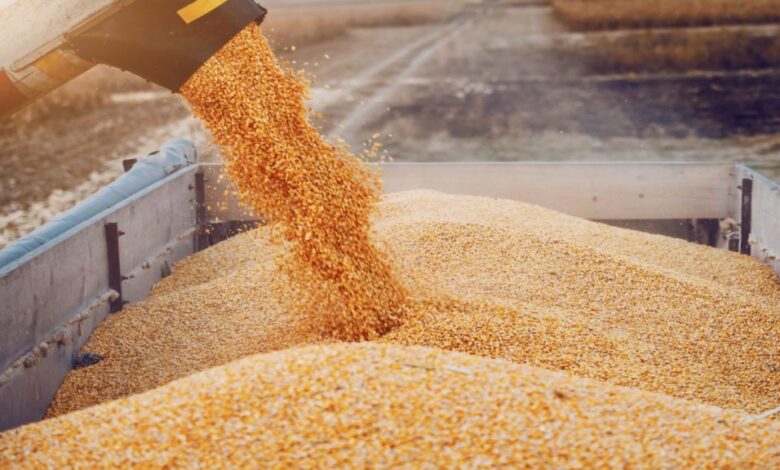 Climate fluctuations push Morocco to import 5 million tonnes of wheat