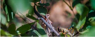 Extensive pest and disease control measures