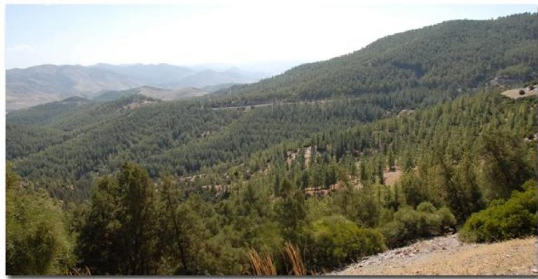 Forest crime: Nearly 12,000 reports recorded annually