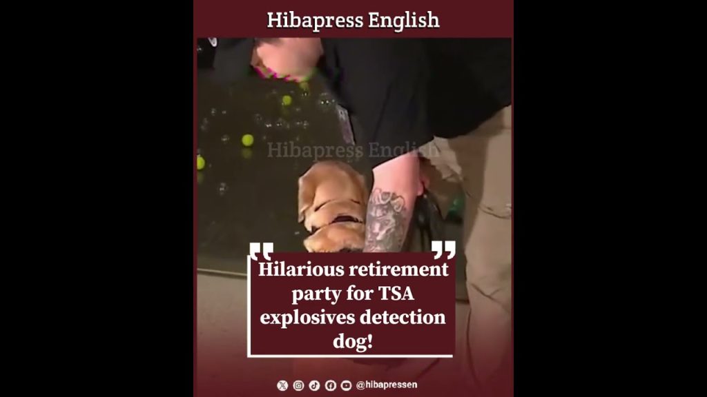 Hilarious retirement party for TSA explosives detection dog!