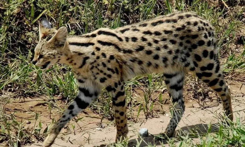Officially… the serval seen in a video in Tangier does not represent a danger to humans