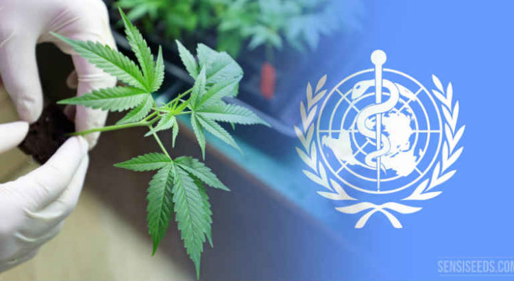 Recreational cannabis becomes legal in Germany despite criticism