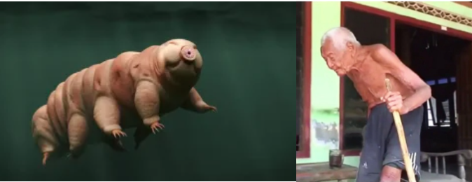 Study/Unbelievable but true: Water bear proteins are a potential new tool to slow human aging