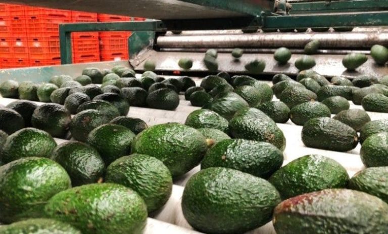 The Moroccan avocado invades several European markets and competes with its Turkish counterpart