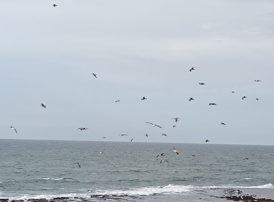 Weather: foggy formations