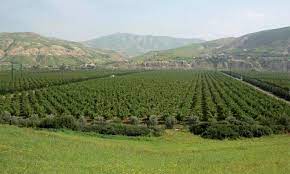 2024/ Forecast production of main cereals: three regions contribute 84% to national production