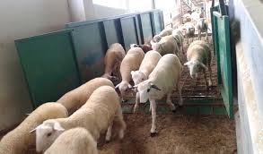 Aid Al Adha: The suspension of customs duties and VAT, in addition to the subsidy for the importation of sheep, has enabled a regular supply of the national market