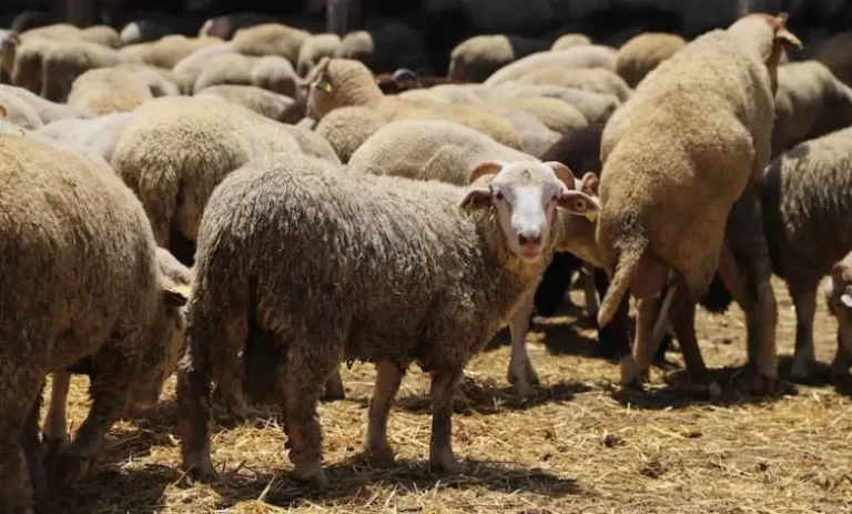 As Eid al-Adha approaches... Do Spanish merinos compete with Moroccan breeds?