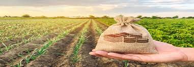 Contribution of the agricultural sector to the national economy