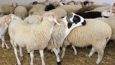 Merino Sheep are the Cheapest: Here are the Prices of Sheep in Large Shopping Centers