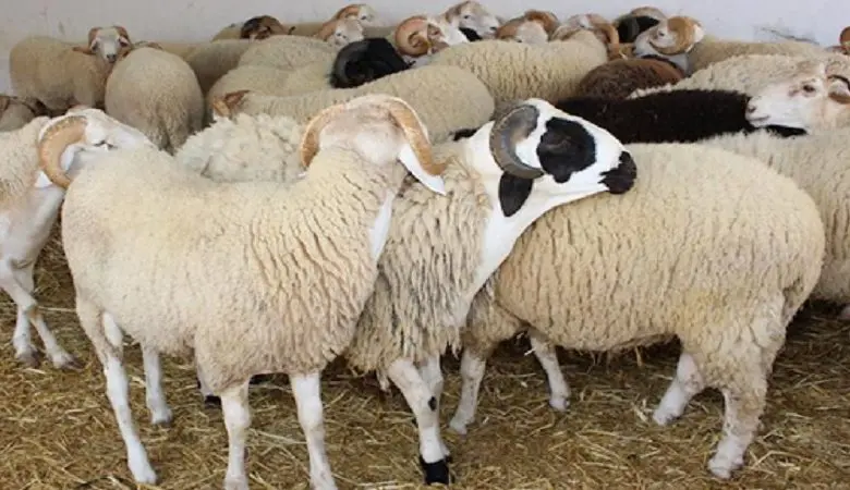 Merino Sheep are the Cheapest: Here are the Prices of Sheep in Large Shopping Centers
