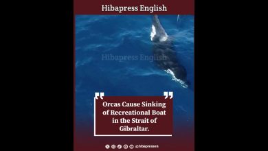 Orcas Cause Sinking of Recreational Boat in the Strait of Gibraltar.