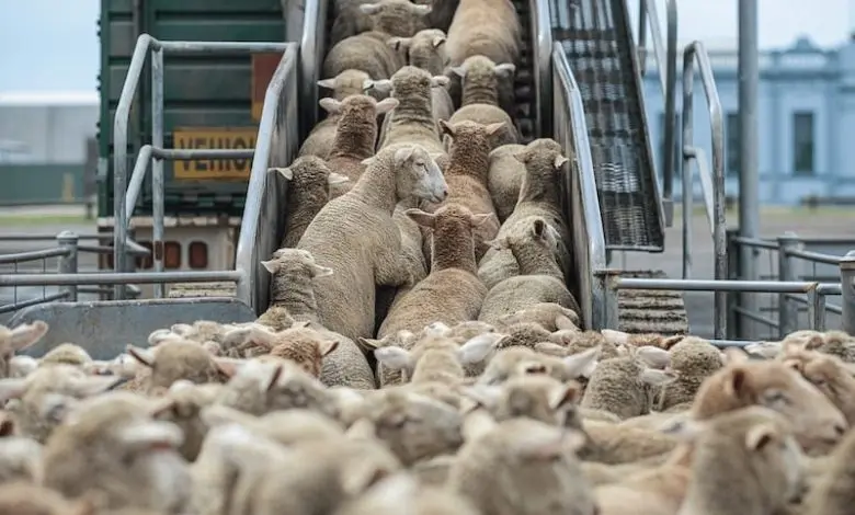 Sheep are imported from 16 border points and quarantine is mandatory before they are placed on the market.