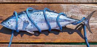 World Tuna Day: sustainable fishing and the current situation