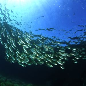 29th COP of the Conference of the United Nations Framework Convention on Climate Change: progressive and continuous integration of the Ocean