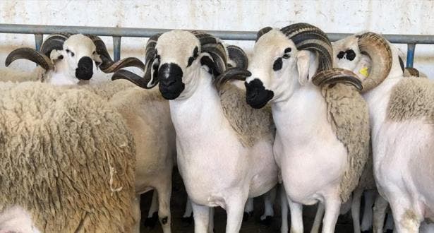 70 sheep die on the outskirts of Berrechid… food from one of the incriminated companies.