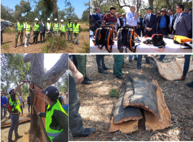 In parallel with the start of the cork harvest campaign for the year 2024 in the Rabat-Salé-Kénitra Region, the National Agency for Water and Forests is inaugurating an innovative program to modernize and professionalize the cork harvest thanks to to the integration of new cutting-edge technology.