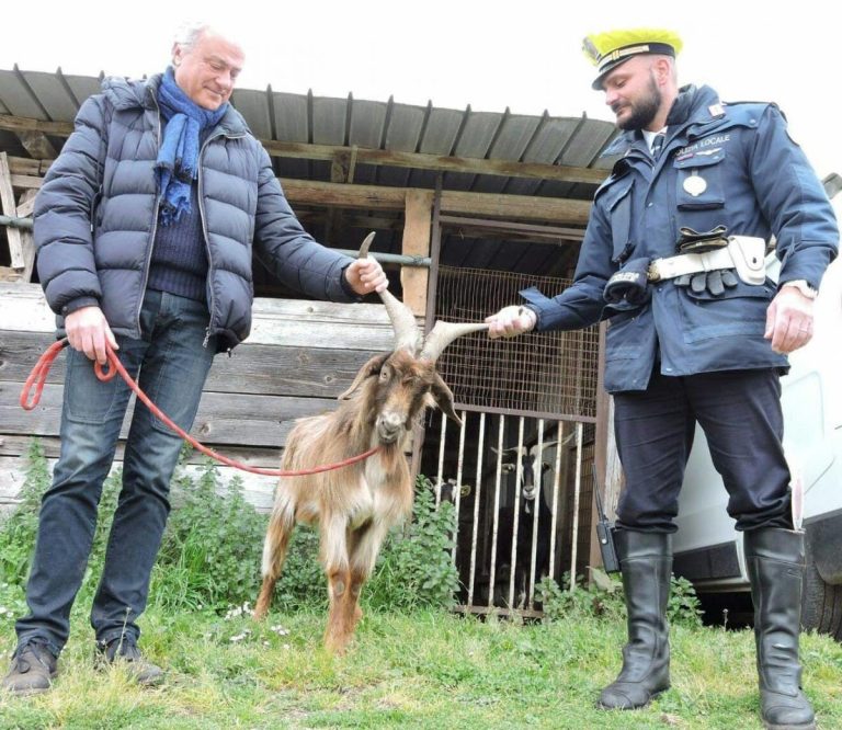 Moroccans in Italy fear increased surveillance of sacrificial rituals