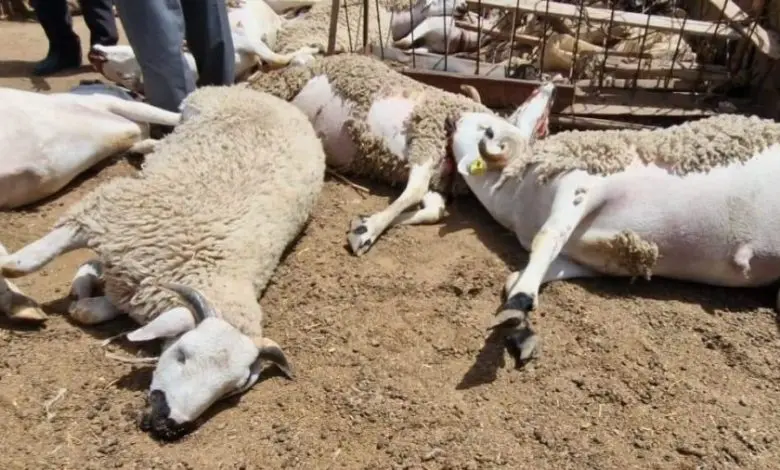ONSSA analyzes reveal the causes of the death of 72 sheep near Berrechid.