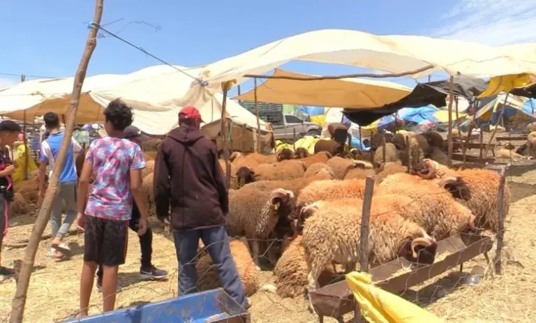The majority of Moroccan families wait “until the last minute” to buy sheep at the best price.
