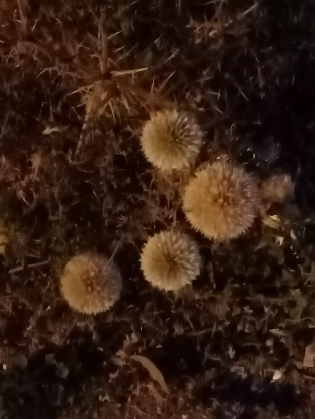 Weather: foggy formations