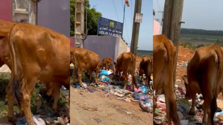 Cows feed on garbage… waste floods Moulay Bousselham