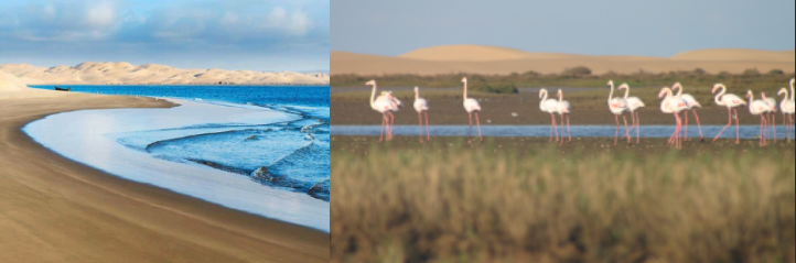 For lovers of the contrast between the sea and the desert: visit the wonderful Khenifiss National Park, located 80 km north of Tarfaya