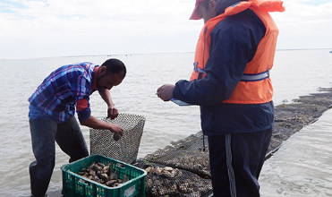 Good news: lifting of the ban on the collection and marketing of oysters collected in the classified shellfish farming area of ​​the Oualidia lagoon