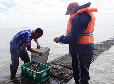 Good news: lifting of the ban on the collection and marketing of oysters collected in the classified shellfish farming area of ​​the Oualidia lagoon