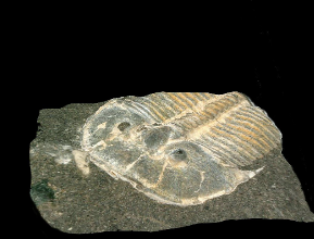 Morocco/ Mind-blowing discovery dating back 515 million years: three-dimensional shape of trilobite fossils