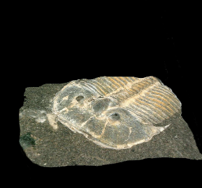 Morocco/ Mind-blowing discovery dating back 515 million years: three-dimensional shape of trilobite fossils