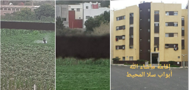 Salé -Laayayda -Almouhit: Residents of the Abouab Sala subdivision call on the Laayayda District Council to combat harmful insects, which terrify the population