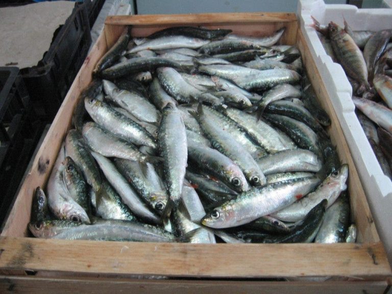 The disappearance of sardines from the markets