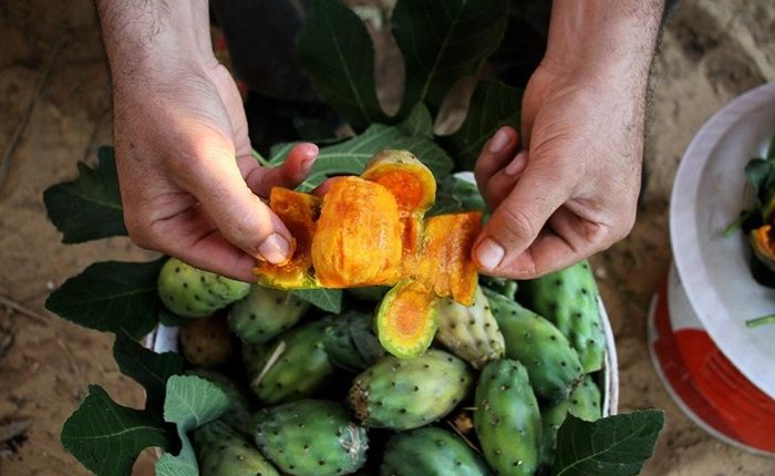 The “prickly pear”… the fruit of the poor reaches 7 dirhams each this summer
