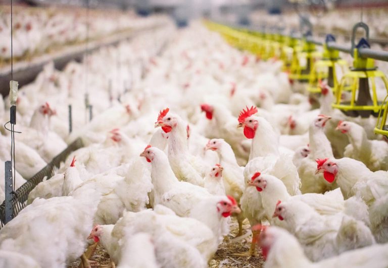 Boycott of chicken consumption weighs heavily on small farmers