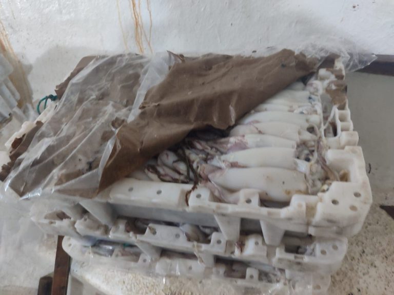 Dakhla: A ton of “squid” fish seized in an attempt to smuggle it