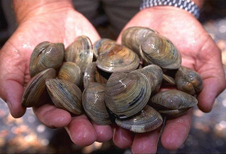 Essaouira: Ban on the collection and marketing of oysters in the Umm al-Tuyour-Shweika area