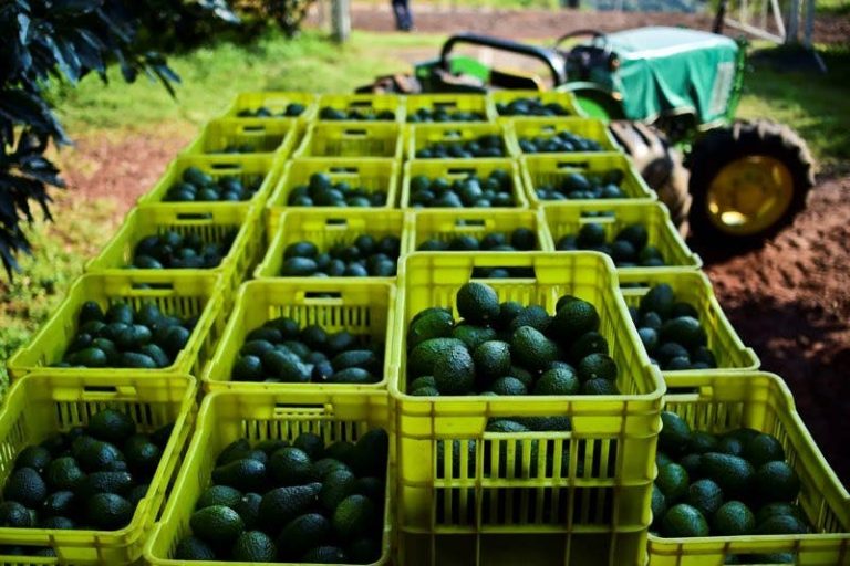 Exporting avocados despite drought raises questions