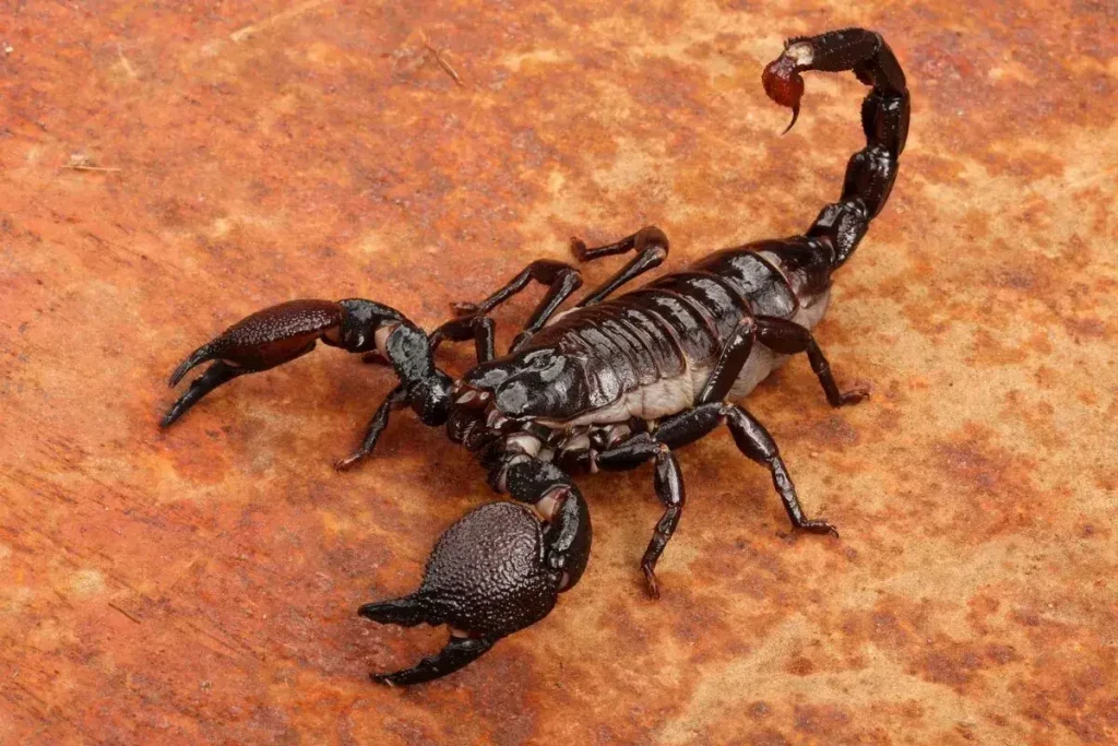 Guelmim: Scorpion stings kill two children