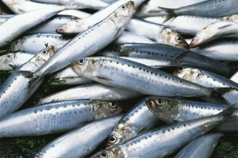 High prices for “sardines” and “chicken”… what is left for the poor?