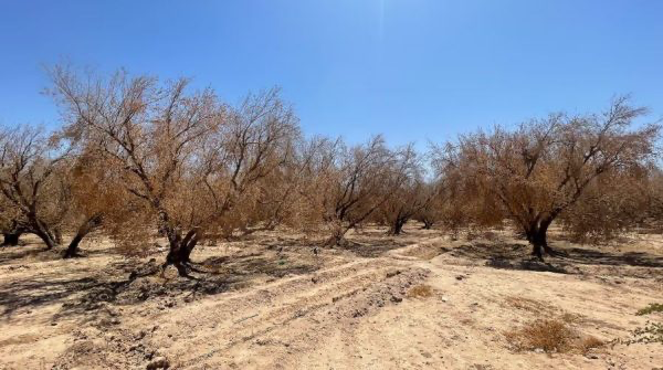 Des centaines d'hectares d'oliviers sont menacés d'extinction à cause de la sécheresse
