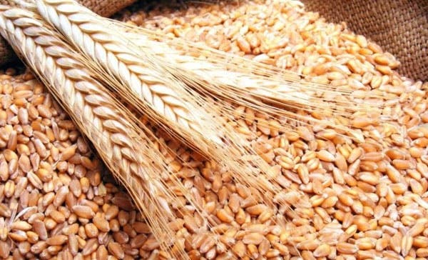 Lancement d'un nouveau système de déclaration des céréales et du coton au Maroc