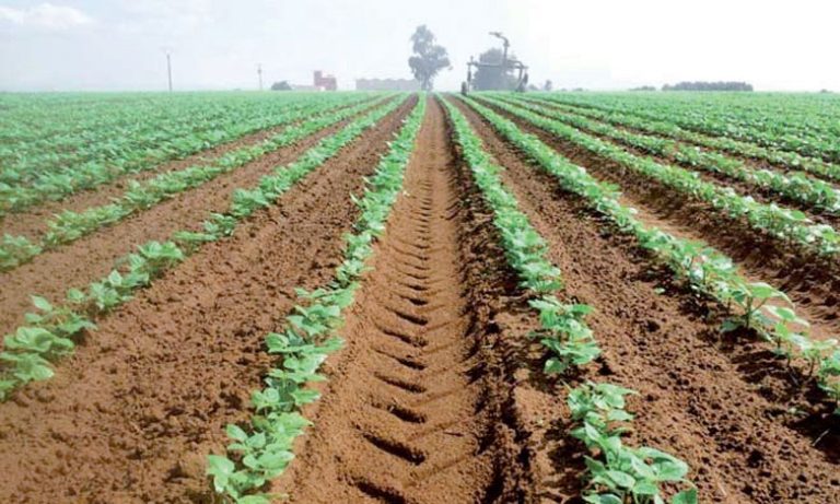 Loukkos: “Significant” sugar production during the current campaign
