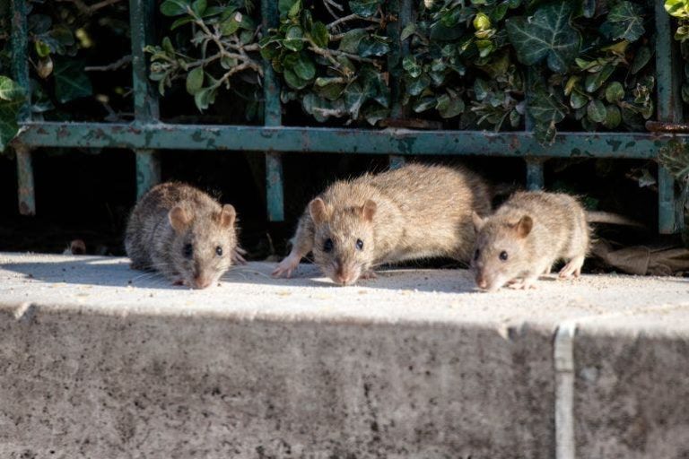 Rats are invading homes and neighborhoods in Muhammadiyah, and residents are wondering why