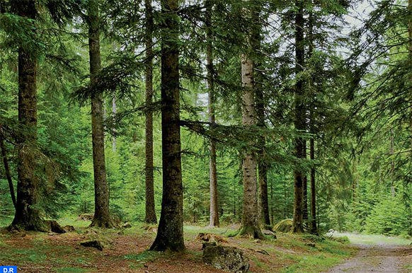 Rapport : Le Maroc perd des milliers d’hectares de forêts à cause de l’activité humaine